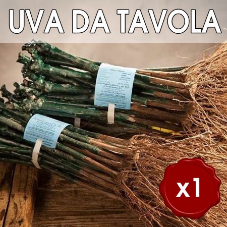 Singola Barbatella di vite Innestate radice nuda di UVA DA TAVOLA