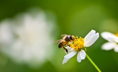 api insetti utili giornata mondiale dell'ambiente