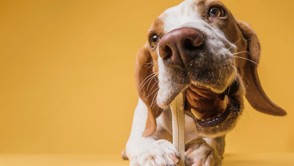 cane e gatto intolleranze alimentari