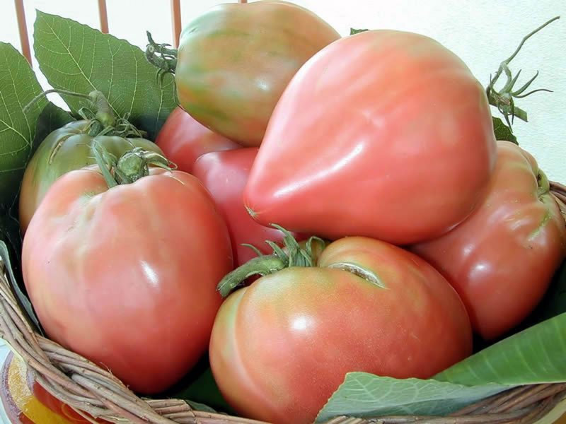 Piantine di Pomodoro di Belmonte  Don Guglielmo - immagine 3