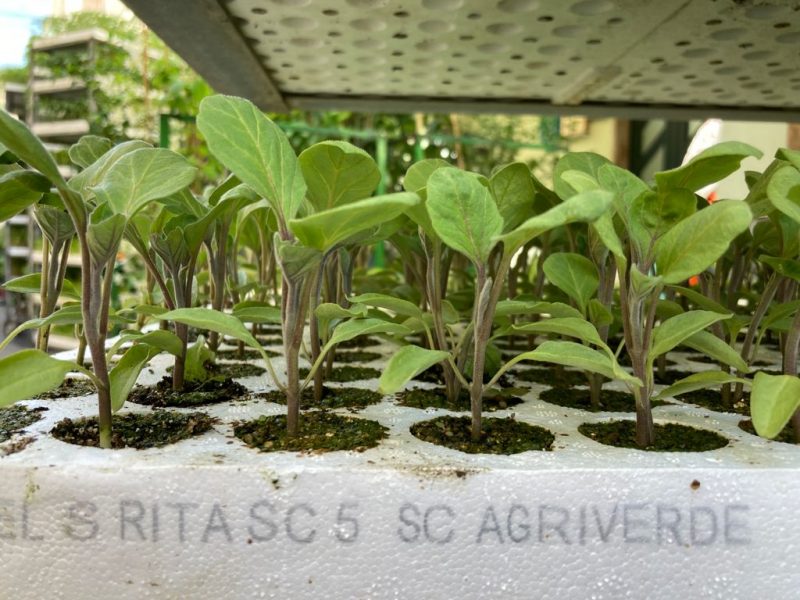 Piantine di Melanzana violetta Santa Rita - immagine 2