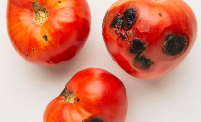 Il marciume della pianta di pomodoro.