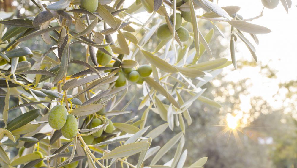 I primi frutti sull'albero di olivo.