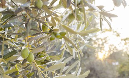 I primi frutti sull'albero di olivo.