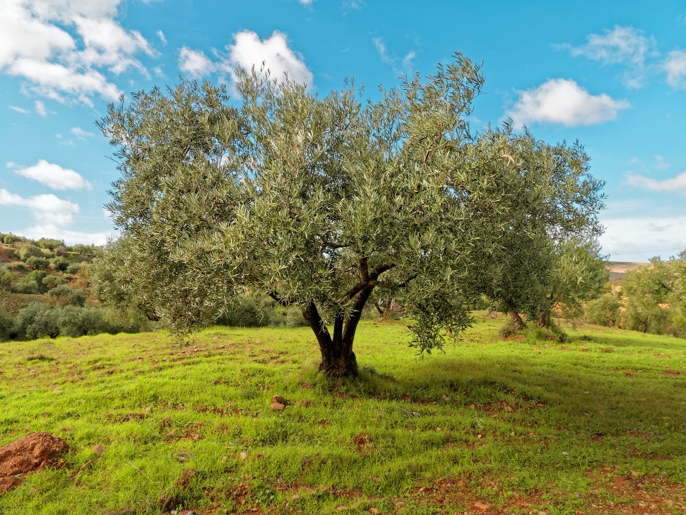 Un albero di ulivo in campagna.