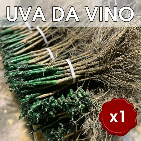 Singola Barbatella di vite Innestate radice nuda di UVA DA VINO