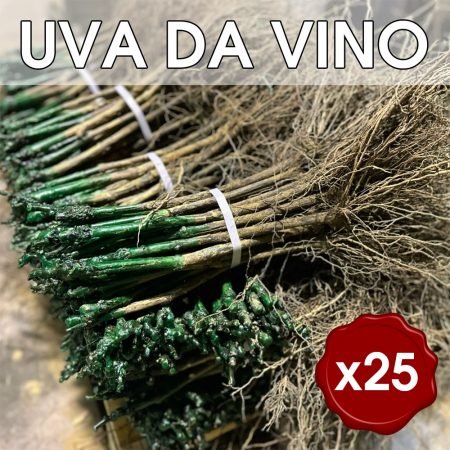 25 Barbatelle di vite Innestate radice nuda di UVA DA VINO