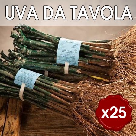 25 Barbatelle di vite Innestate radice nuda di UVA DA TAVOLA