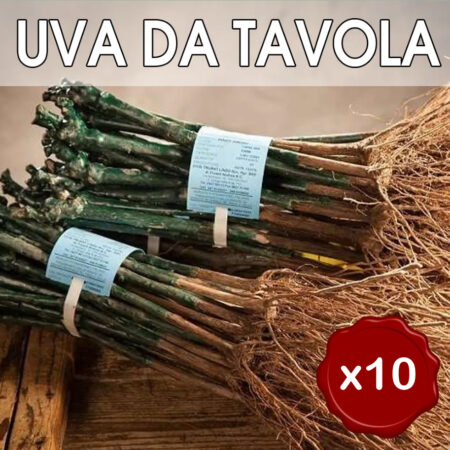 10 Barbatelle di vite Innestate radice nuda di UVA DA TAVOLA