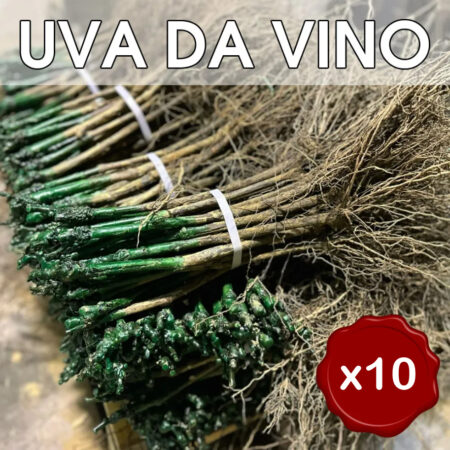 10 Barbatelle di vite Innestate radice nuda di UVA DA VINO